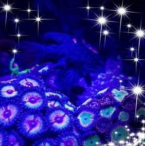 Meet your Posher, Jimmy